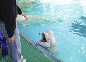 【鴨川シーワールド】体験とゆったり時間を堪能する「大人の学習休暇プラン」開催