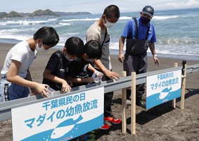 千葉県の魚「タイ」にちなみ 鴨川シーワールドでマダイの放流を実施