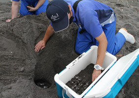 鴨川シーワールド 東条海岸で今年初めてアカウミガメの産卵を確認