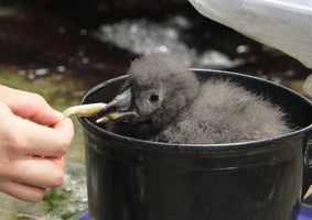 鴨川シーワールド　エトピリカのヒナが8月11日にふ化